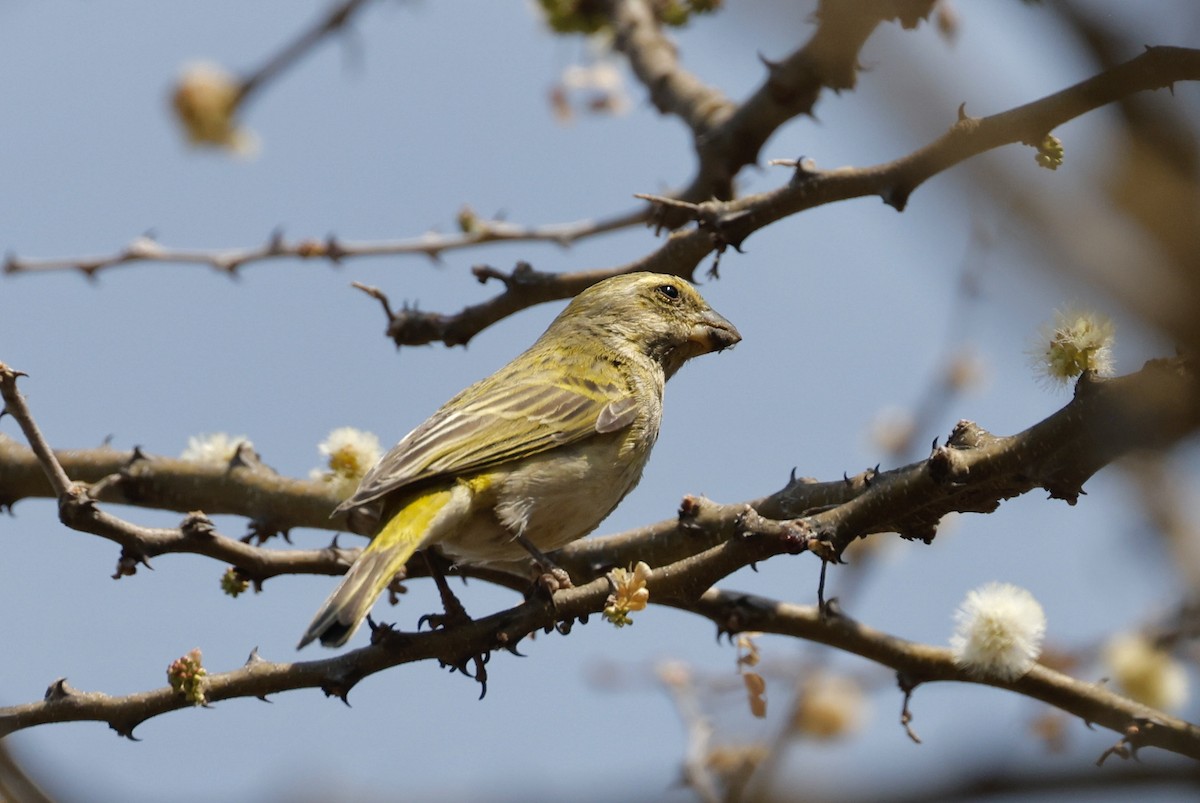 Yellow Canary - ML624096670