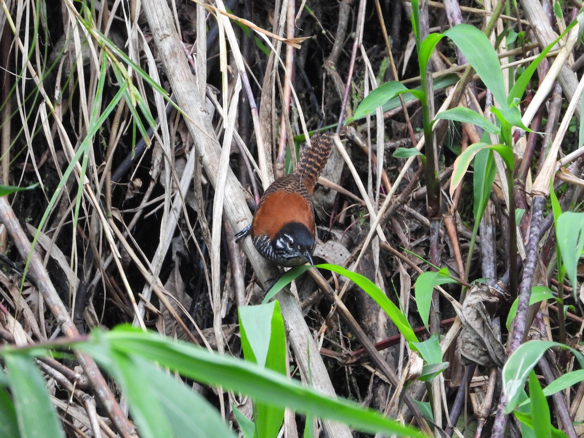 Bay Wren - ML624096759