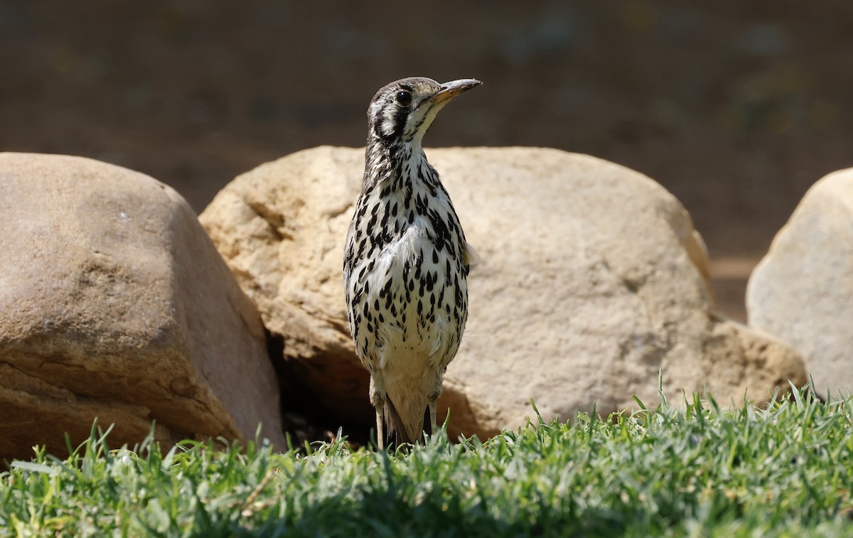 Groundscraper Thrush - ML624096785