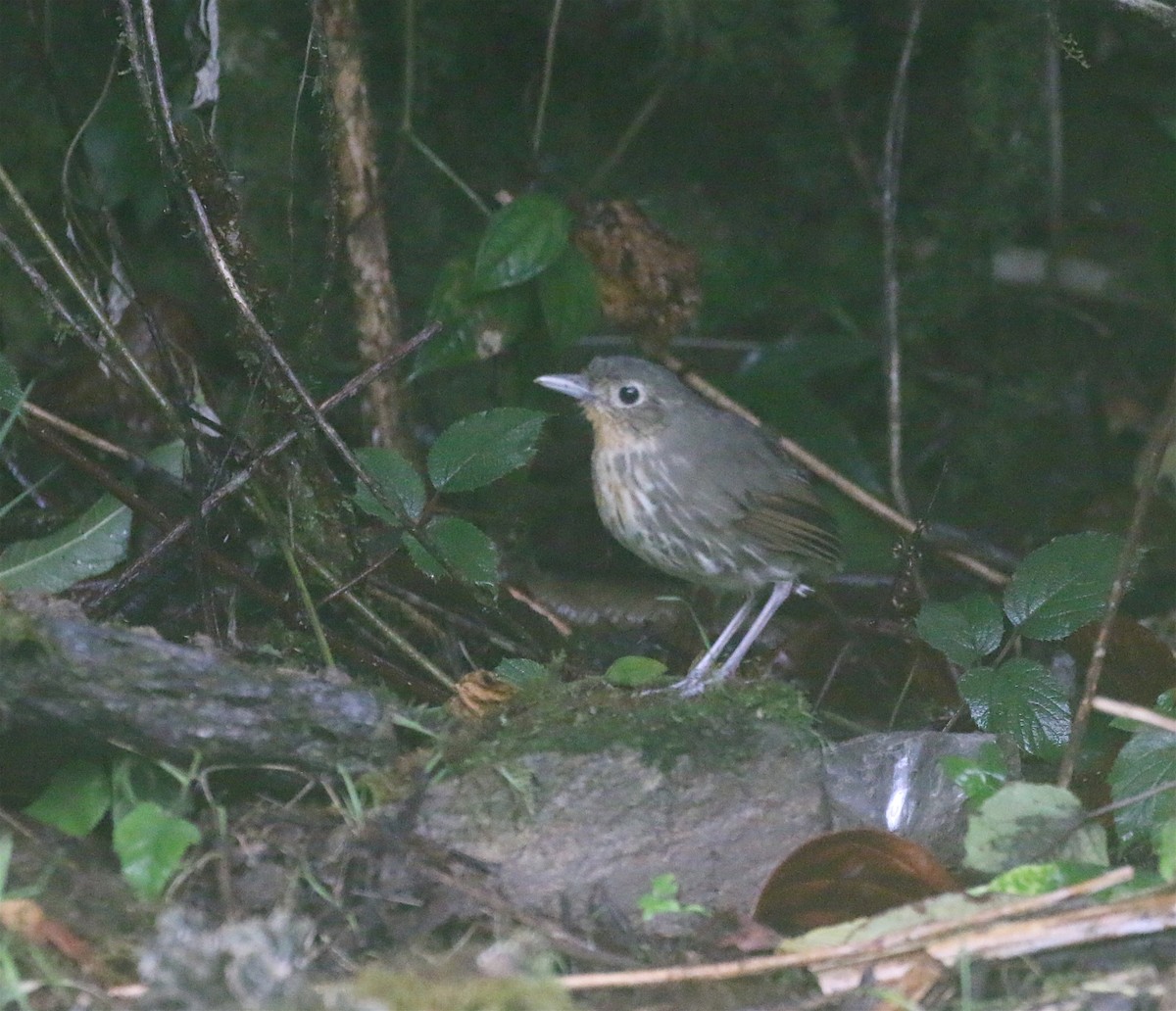 Santa Marta Antpitta - ML624096794