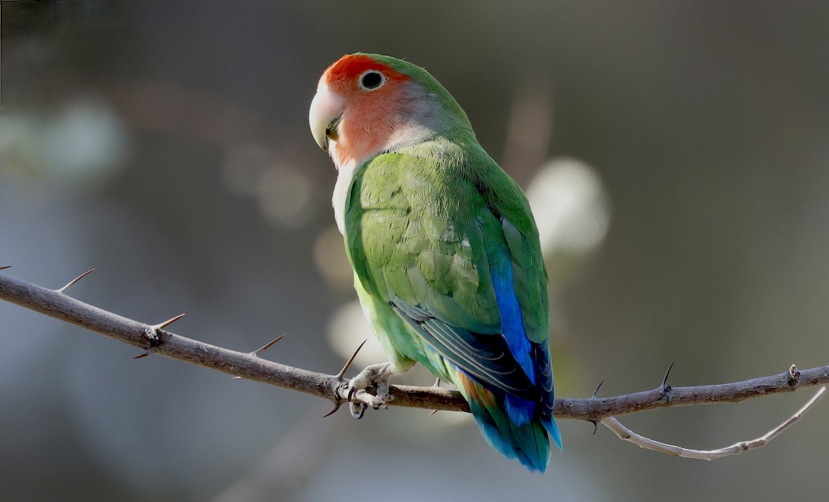 Rosy-faced Lovebird - Anne Bielamowicz