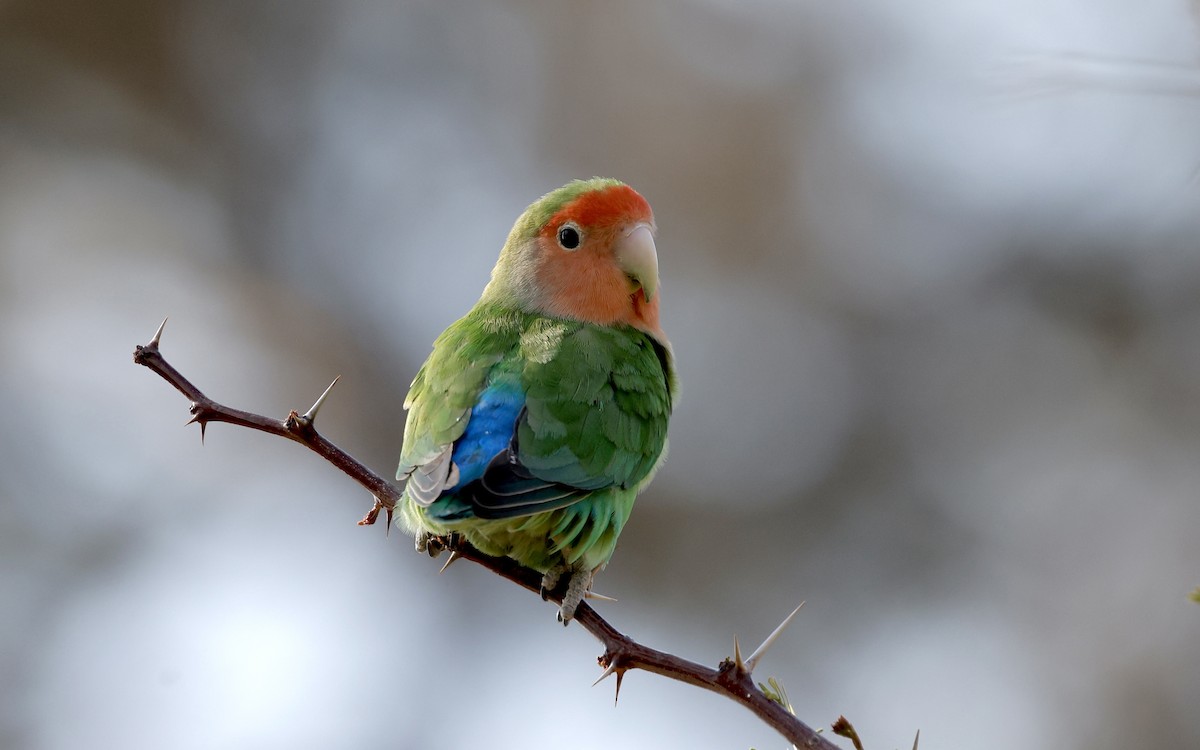 Rosy-faced Lovebird - ML624096829