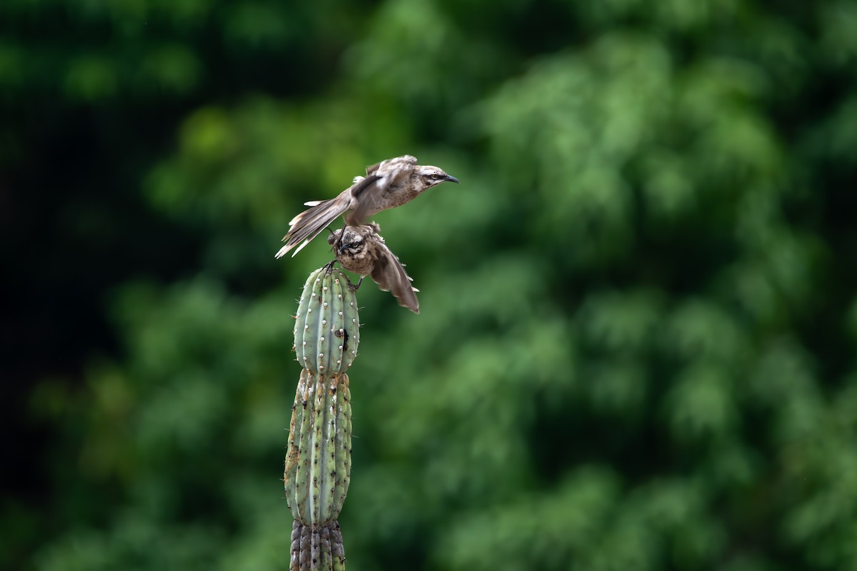 Long-tailed Mockingbird - ML624096857