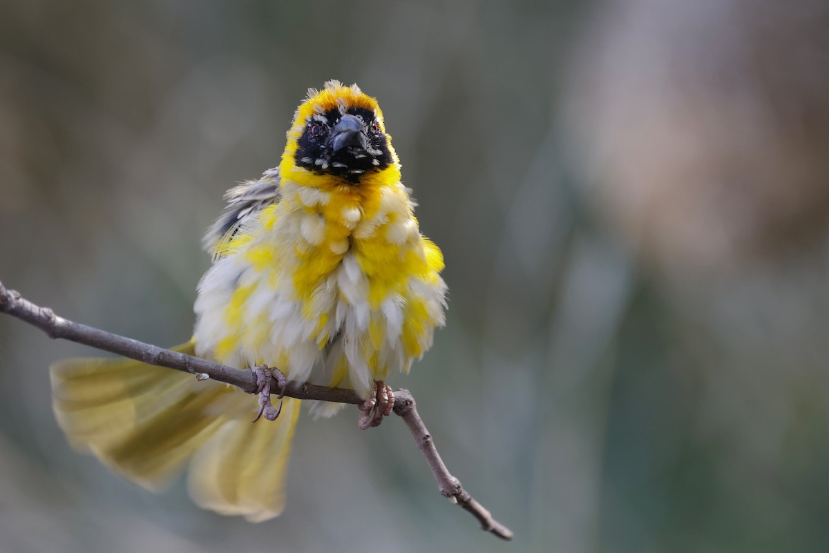 Southern Masked-Weaver - ML624096869