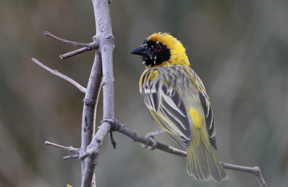 Southern Masked-Weaver - ML624096871