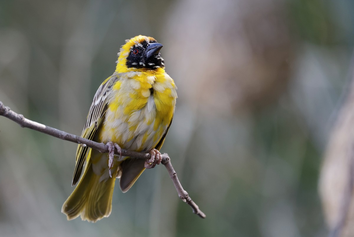 Southern Masked-Weaver - ML624096876