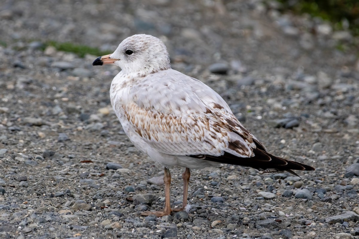 Ring-billed Gull - ML624096877