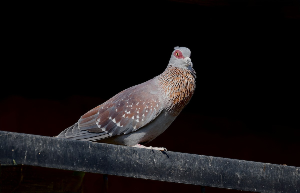 Speckled Pigeon - ML624096887