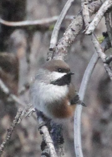 Boreal Chickadee - Ellen Stepniewski