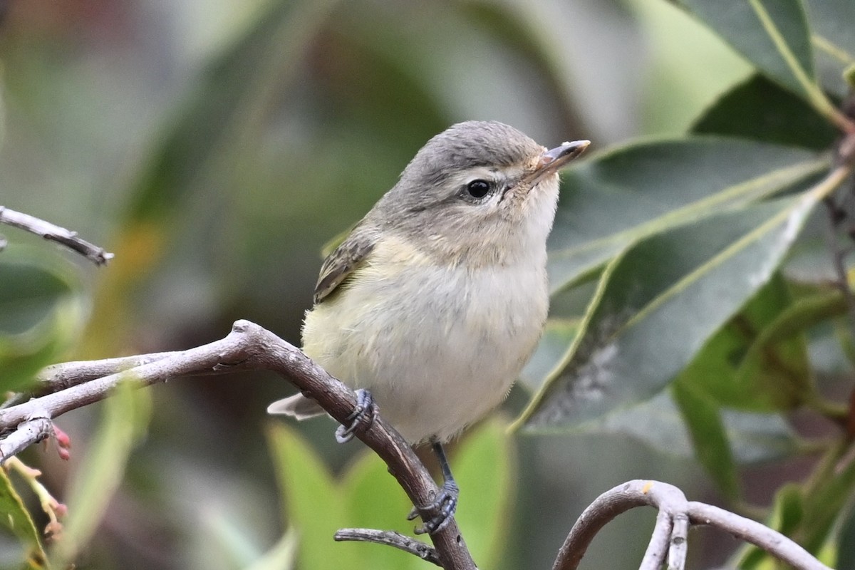 Warbling Vireo - ML624096900