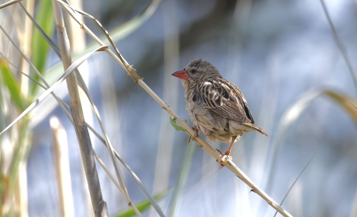 Red-billed Quelea - ML624096901