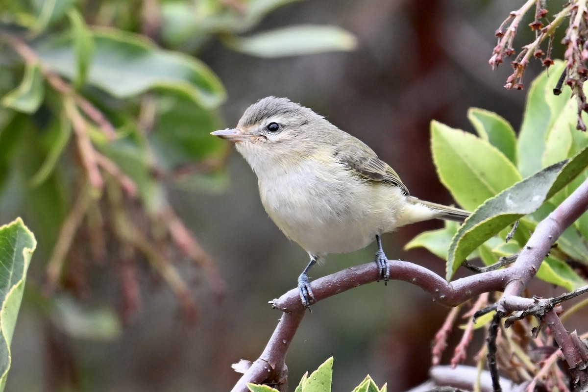 Warbling Vireo - ML624096907