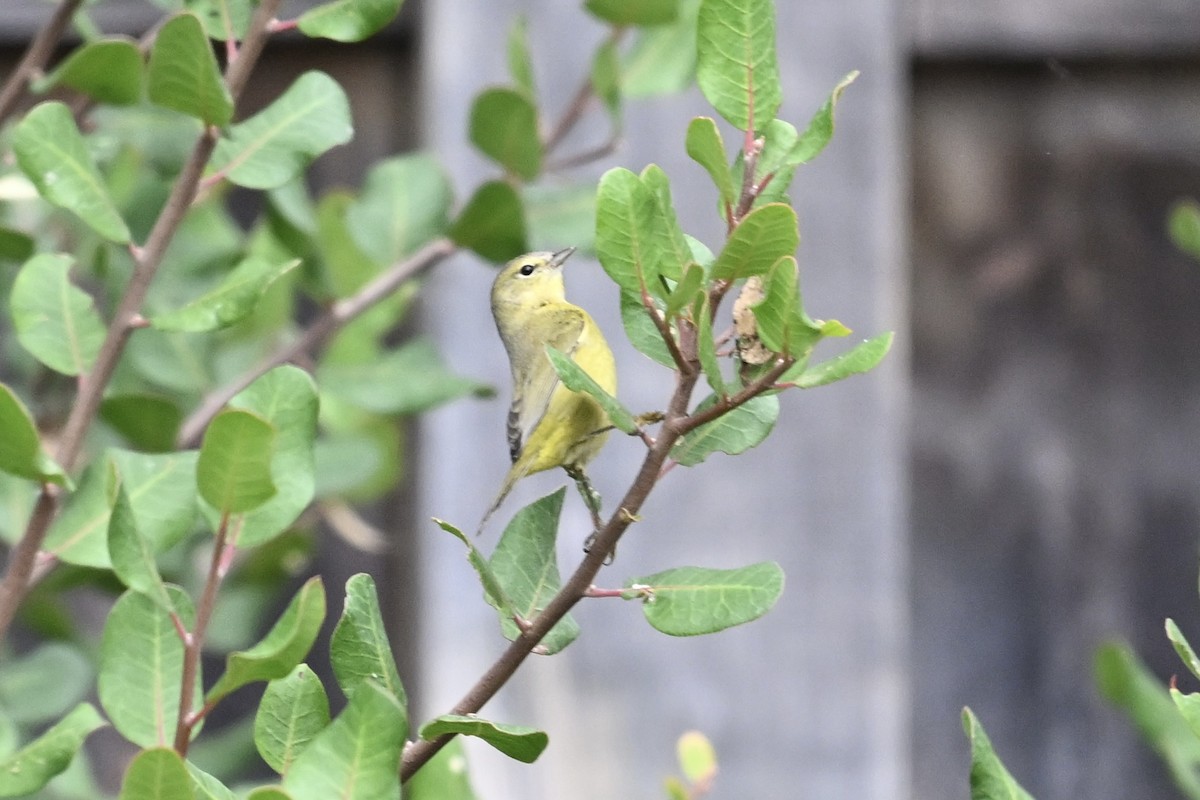 Orange-crowned Warbler - ML624096911