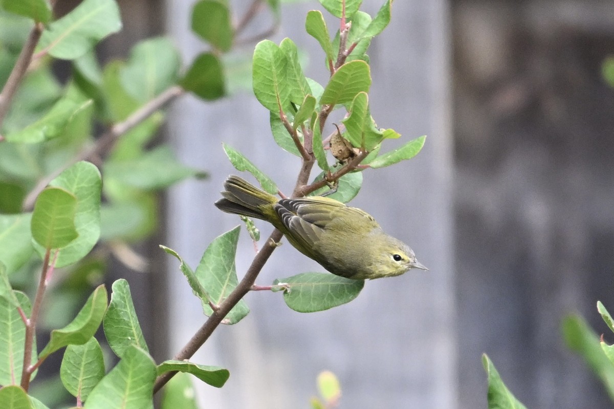 Orange-crowned Warbler - ML624096915