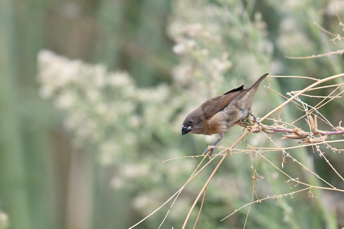 Munia pettosquamato - ML624096930