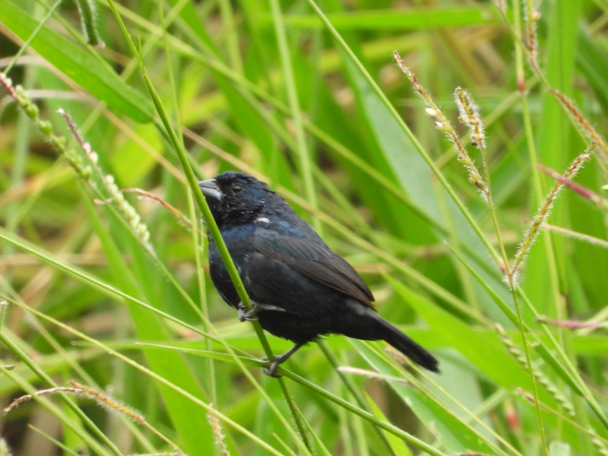 Blue-black Grassquit - ML624096938