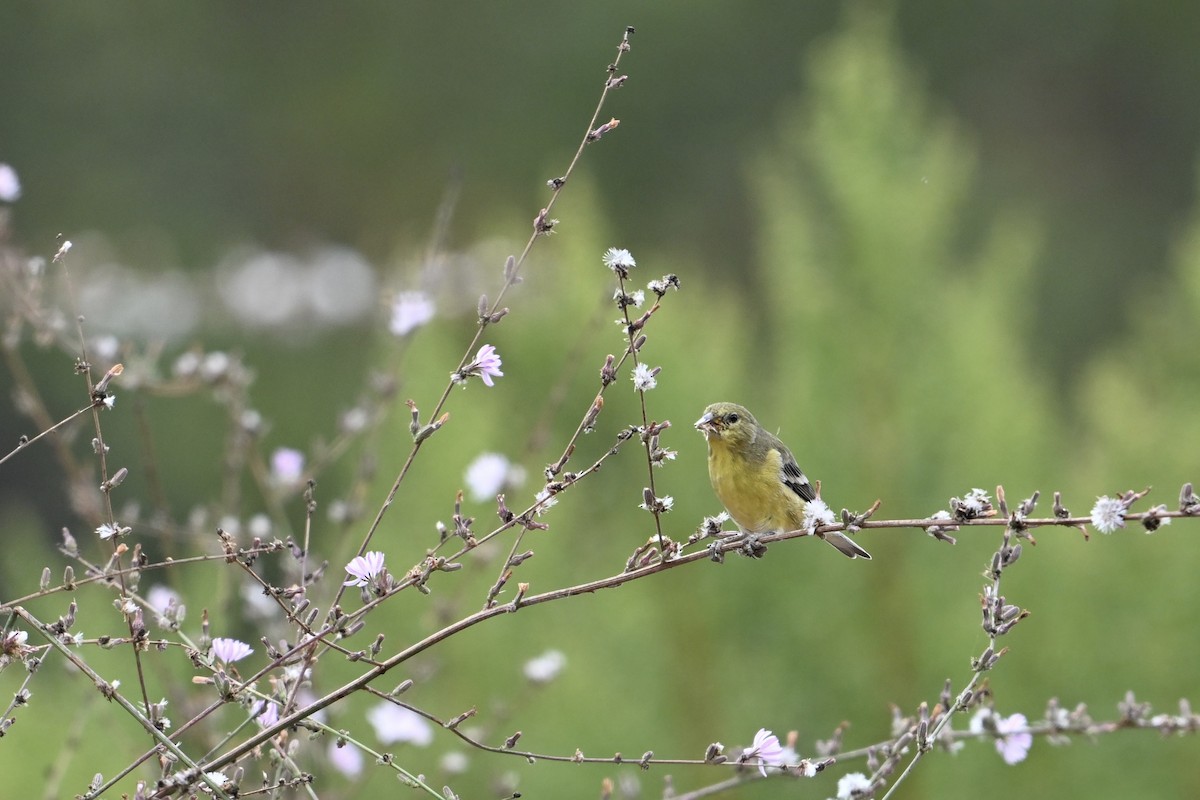 Lesser Goldfinch - ML624096941