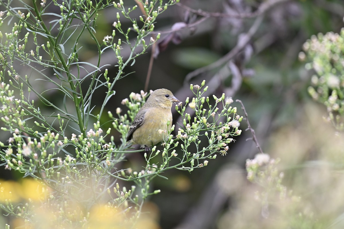 Lesser Goldfinch - Jim Colby