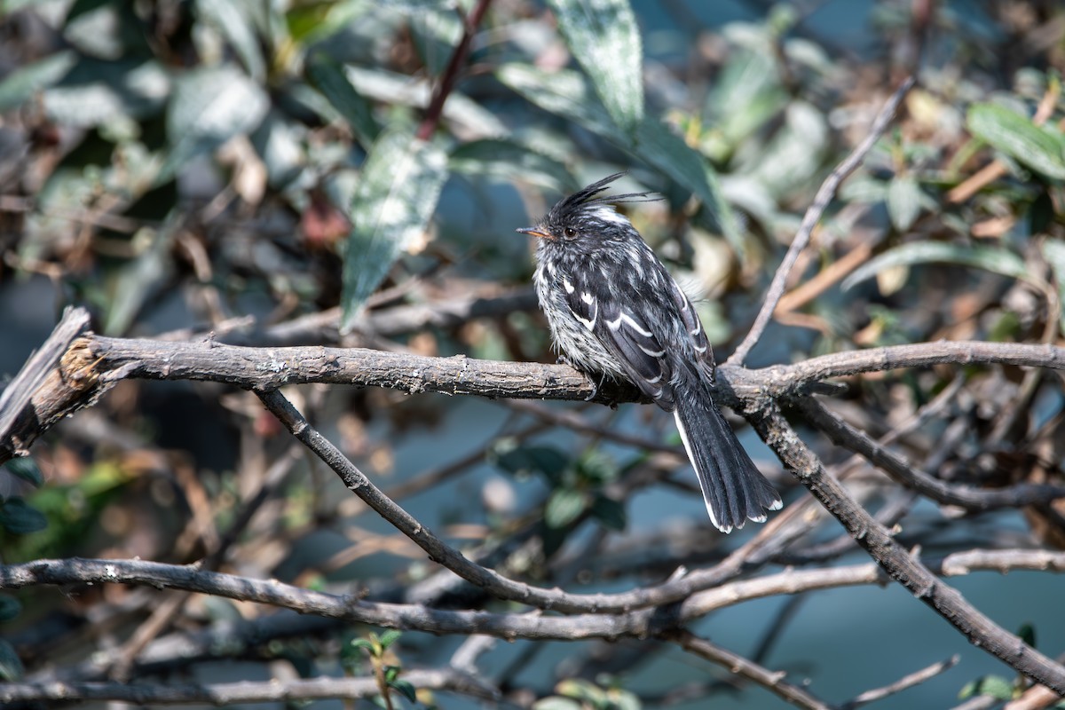 Black-crested Tit-Tyrant - ML624096953