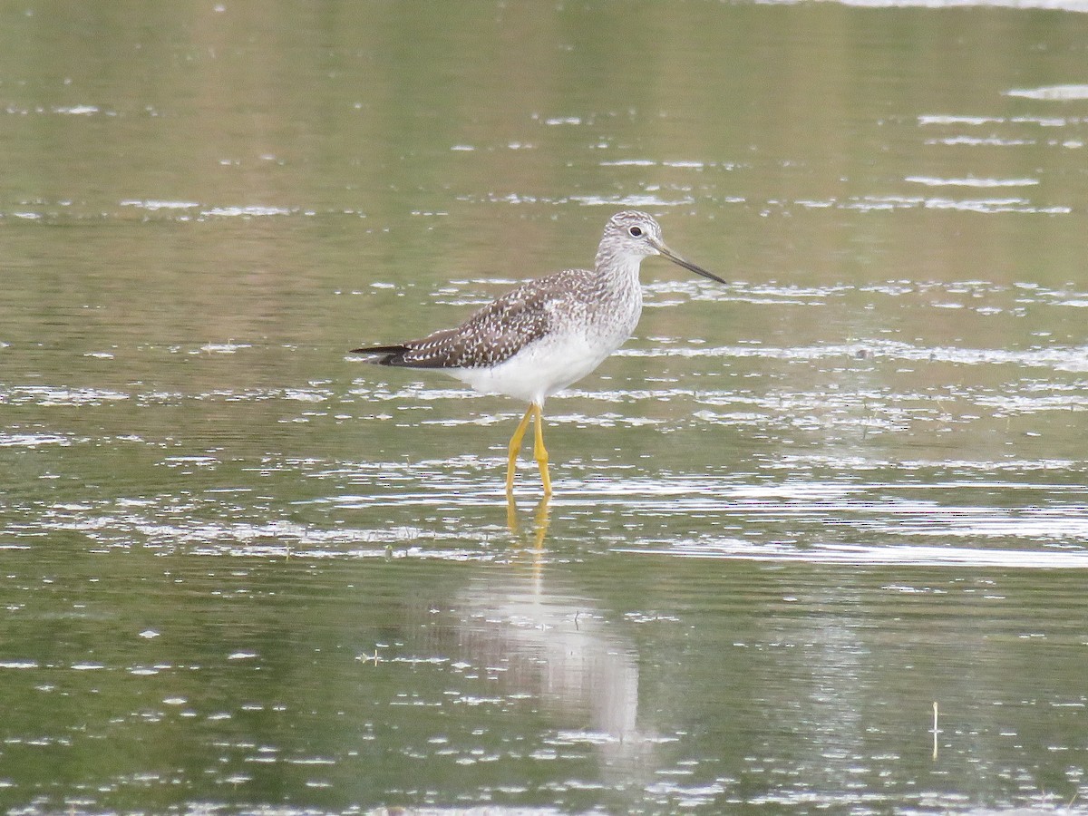 Greater Yellowlegs - Duncan Woolston