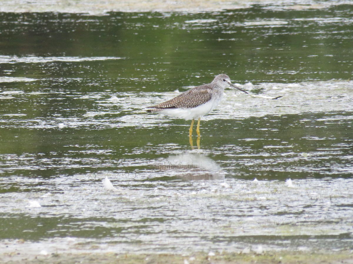 Greater Yellowlegs - ML624096967