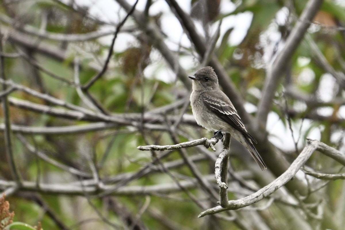 Western Wood-Pewee - ML624096970