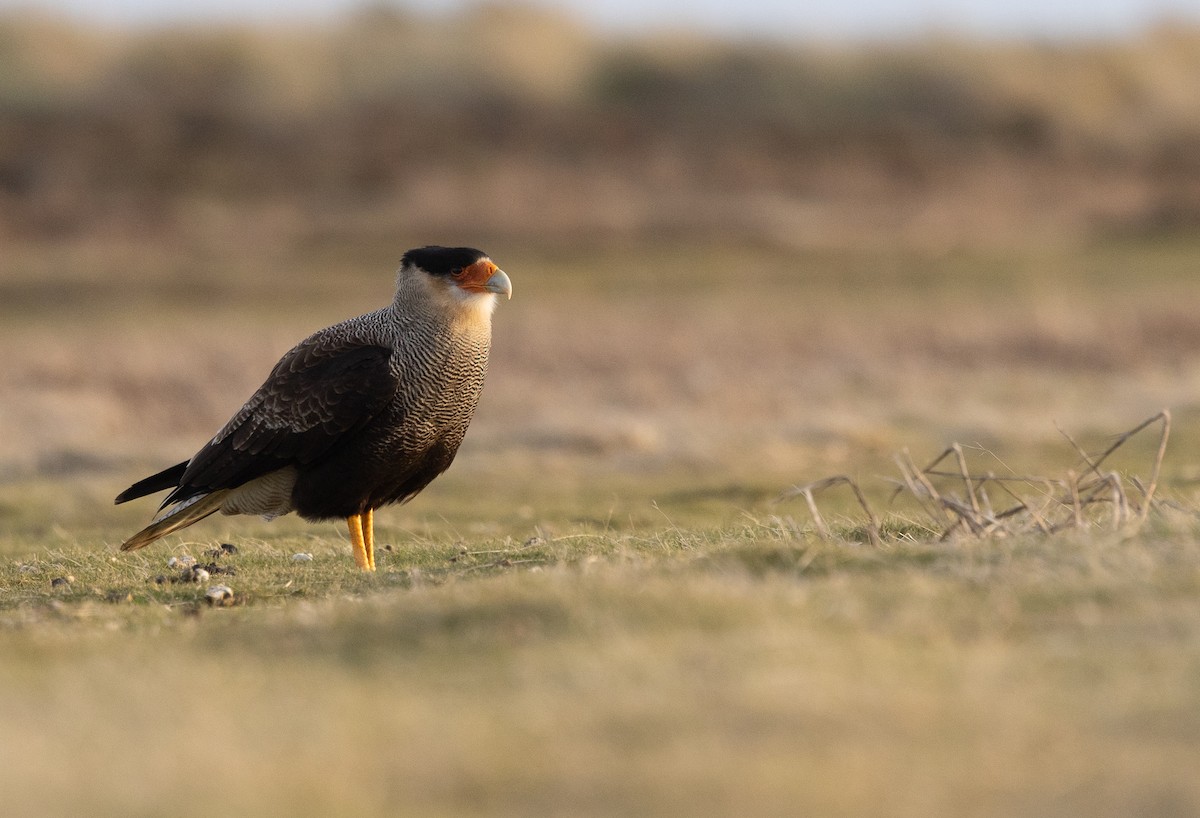 Crested Caracara - ML624096979