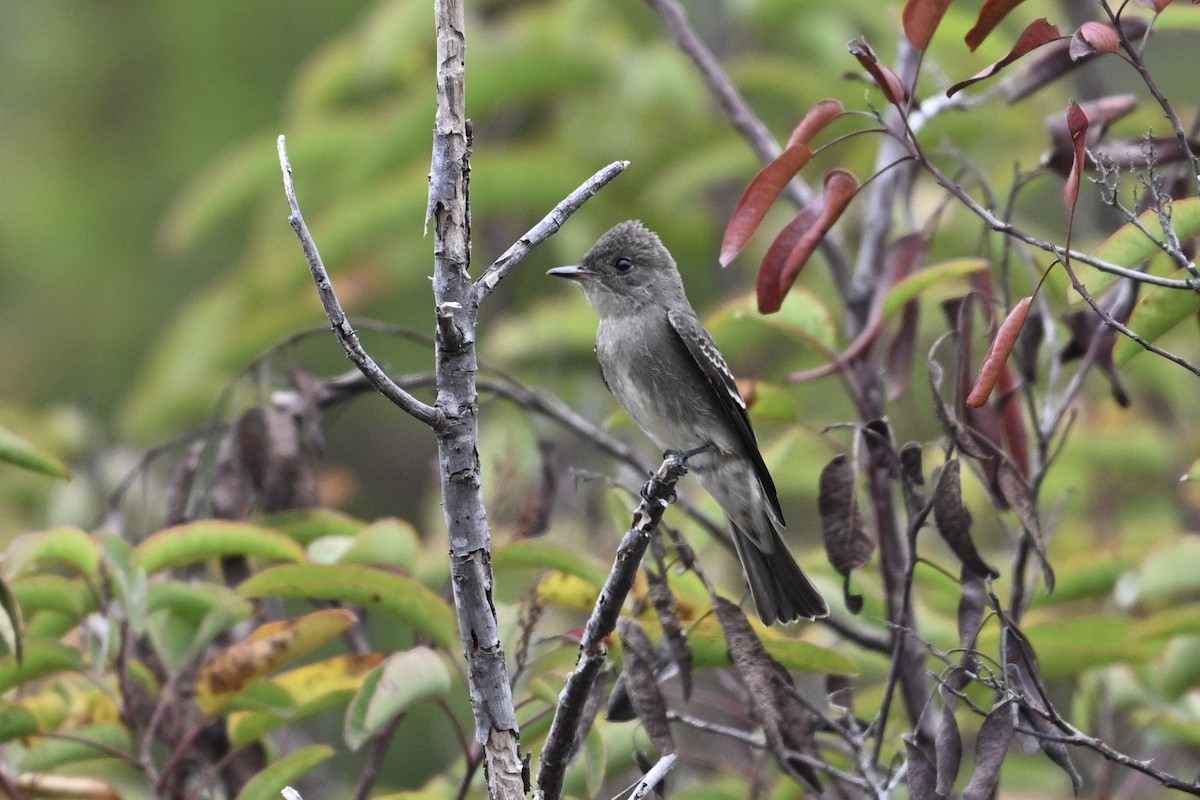 Western Wood-Pewee - ML624096981