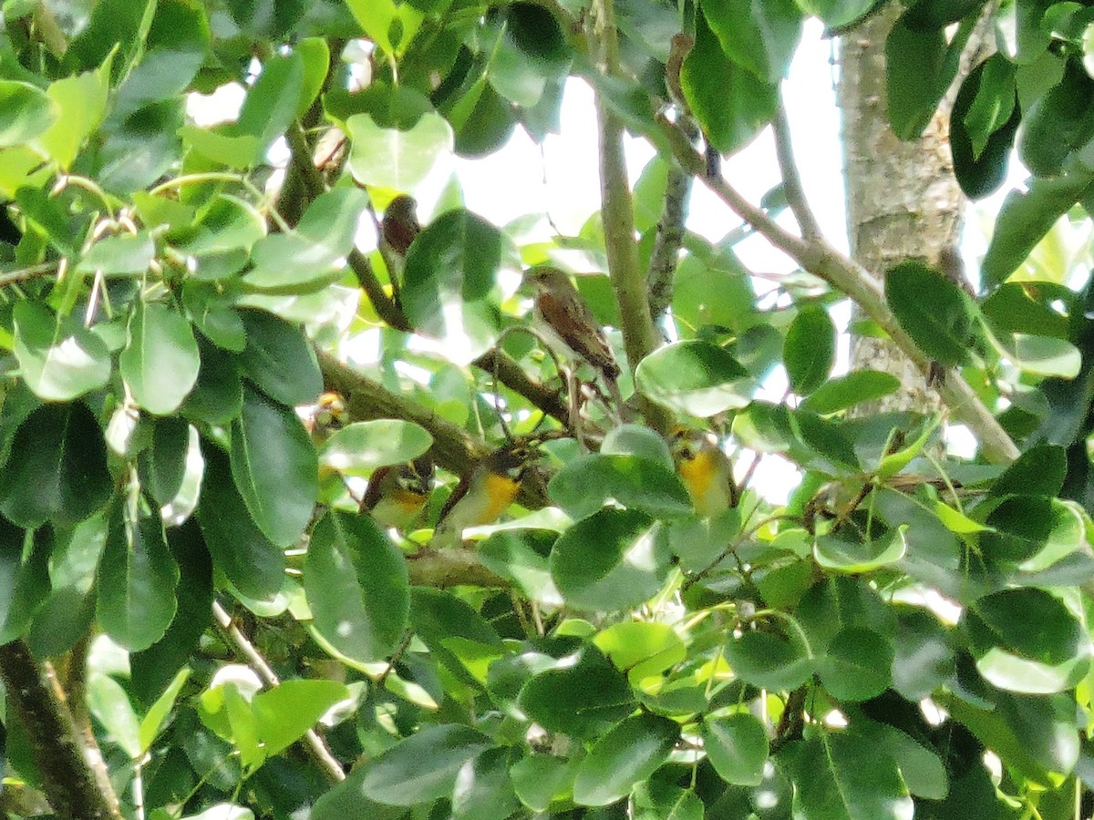 Dickcissel - ML624096989