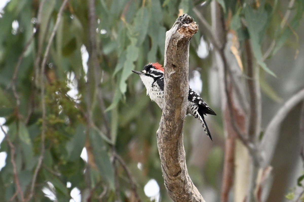 Nuttall's Woodpecker - ML624097019