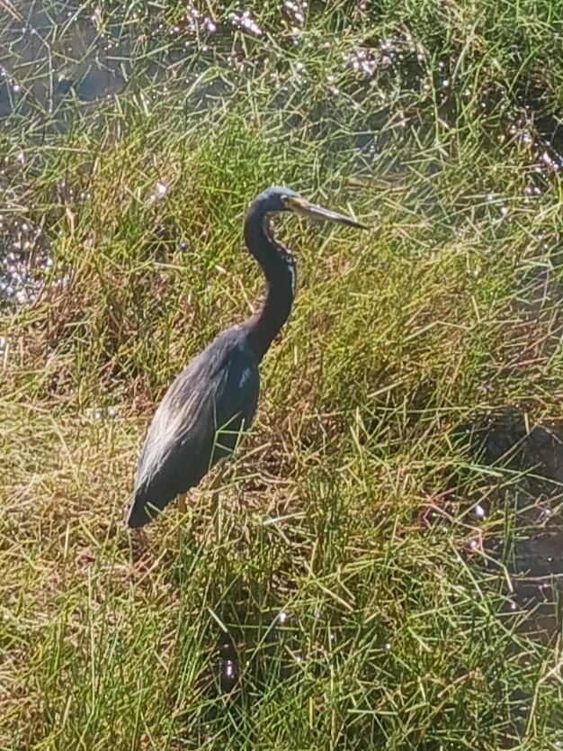 Tricolored Heron - ML624097028