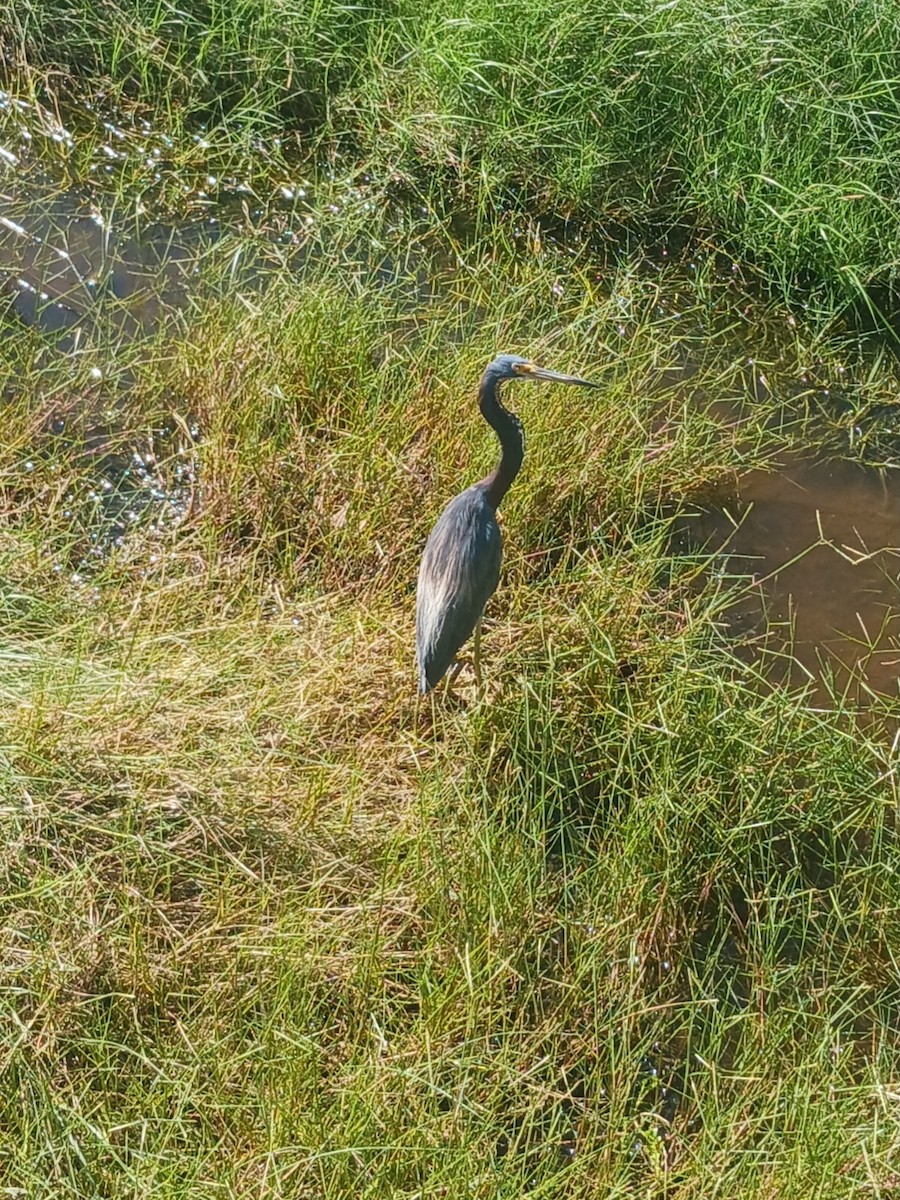 Tricolored Heron - ML624097029