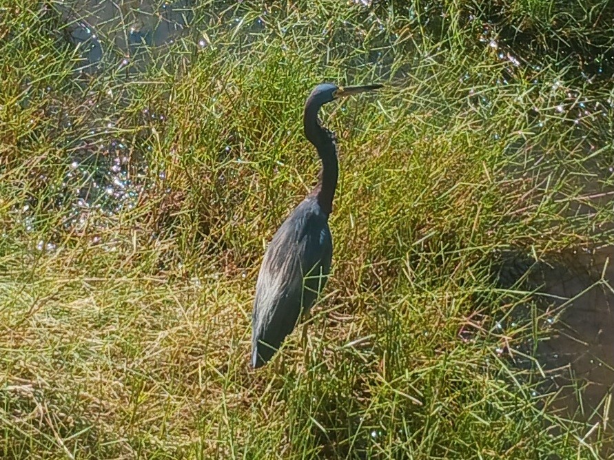 Tricolored Heron - ML624097030