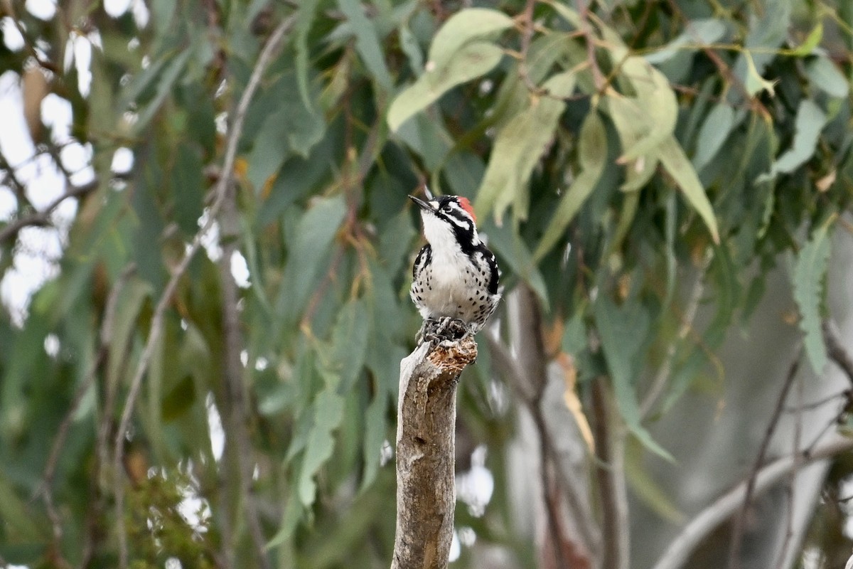 Nuttall's Woodpecker - ML624097038