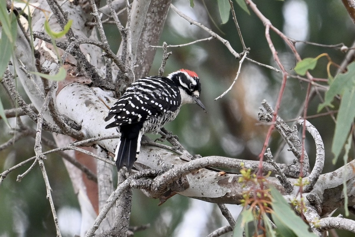 Nuttall's Woodpecker - ML624097052