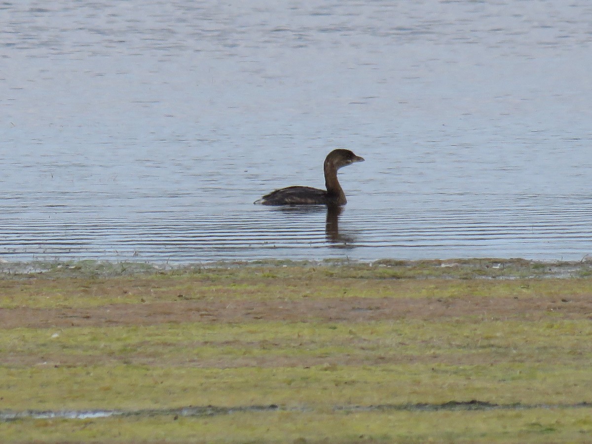 Pied-billed Grebe - ML624097061