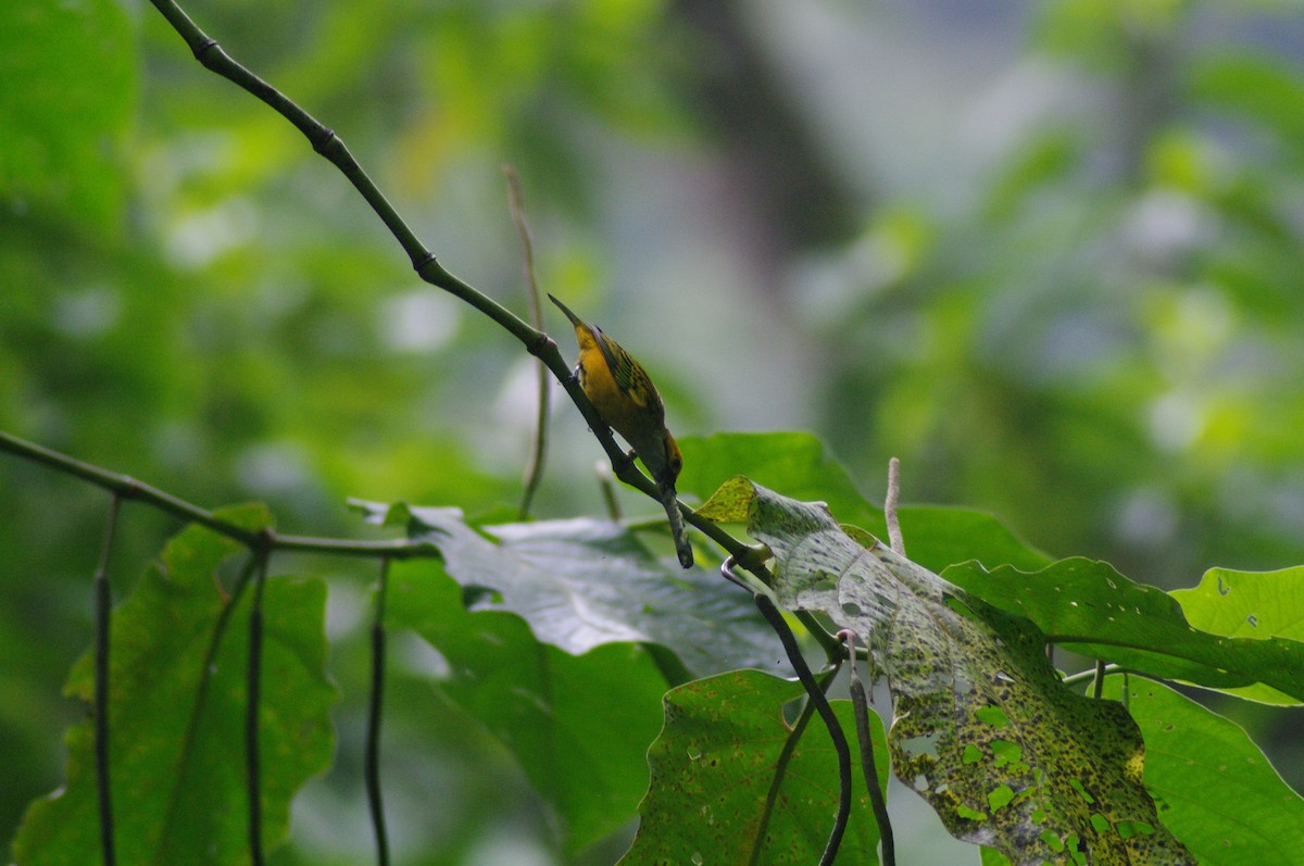 Silver-throated Tanager - ML624097072