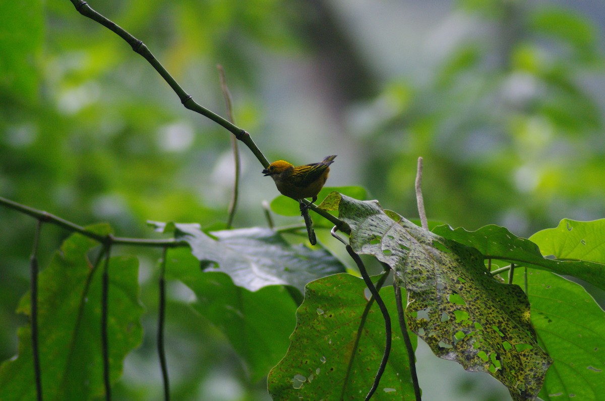 Silver-throated Tanager - ML624097073