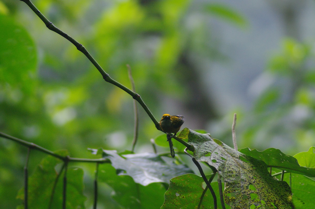 Silver-throated Tanager - ML624097074