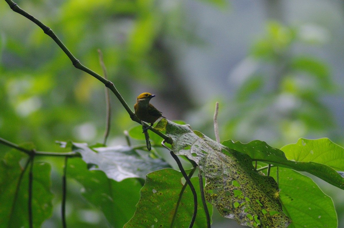 Silver-throated Tanager - ML624097075