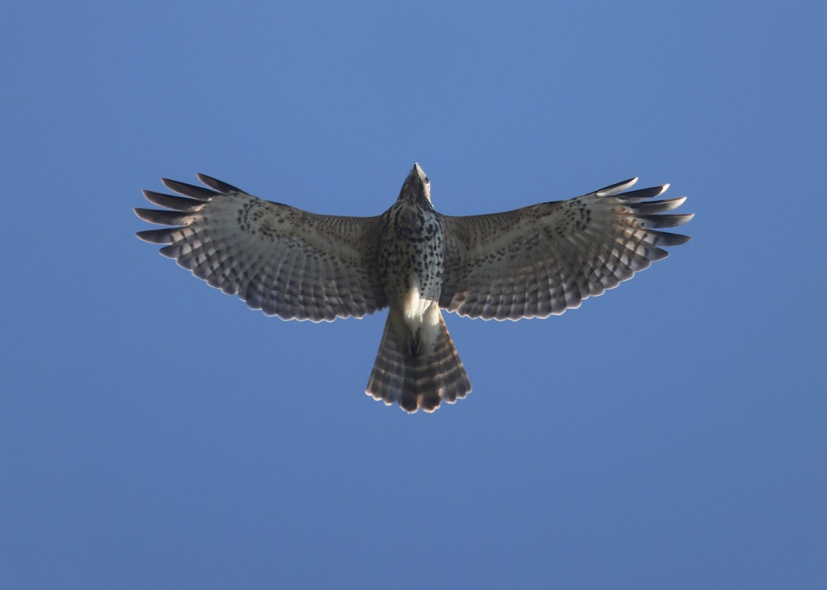 Red-tailed Hawk - ML624097076