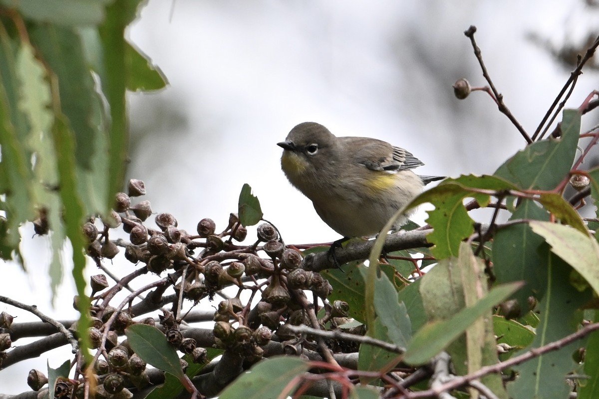 Yellow-rumped Warbler - ML624097087