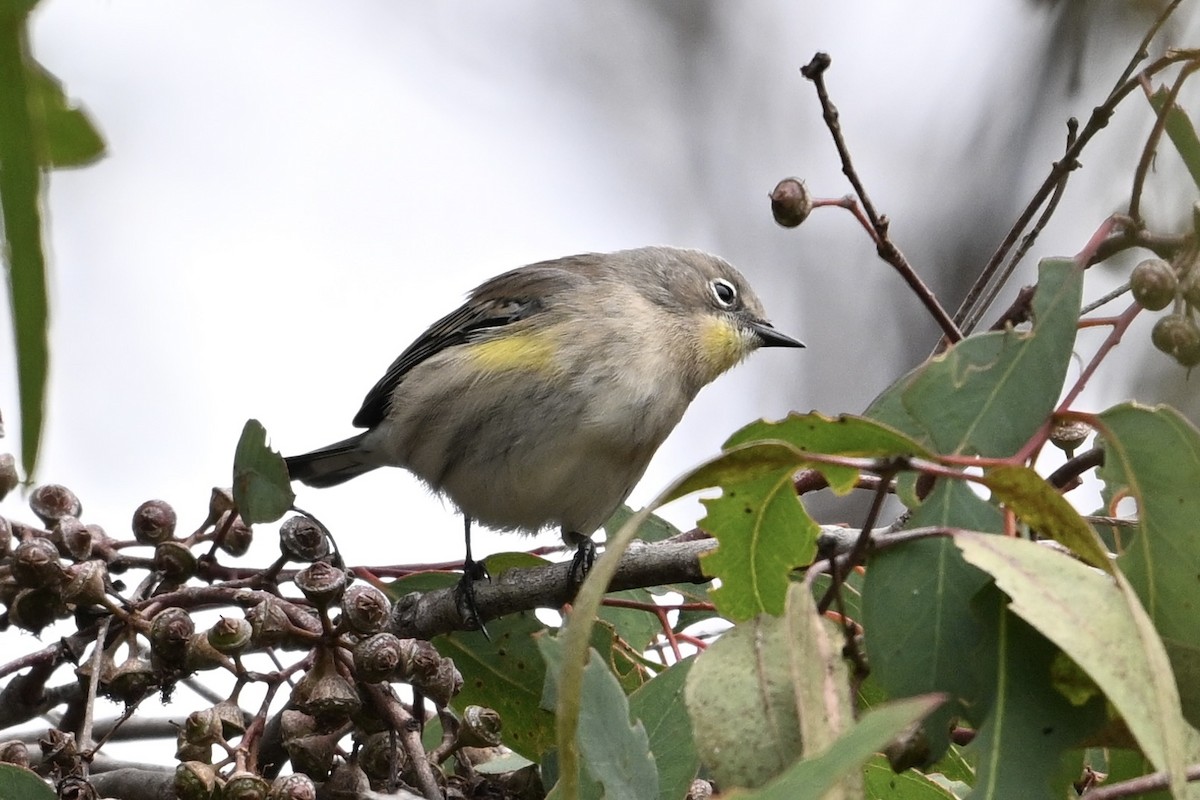 Yellow-rumped Warbler - ML624097093