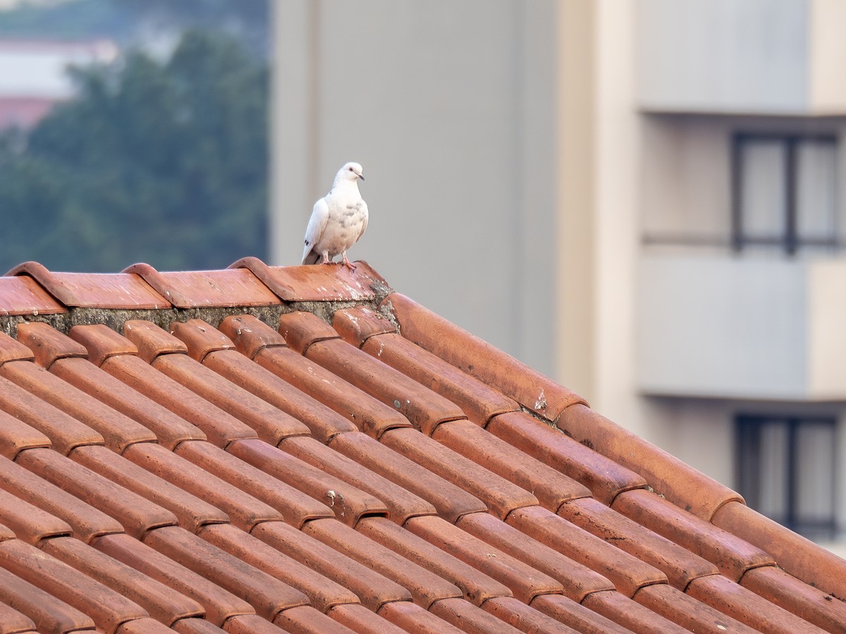 Rock Pigeon (Feral Pigeon) - ML624097104