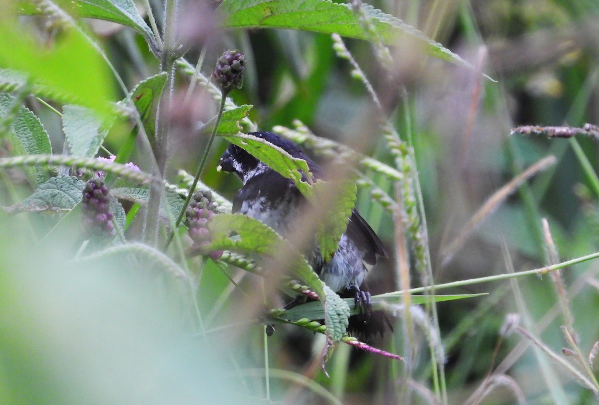 Variable Seedeater - ML624097105