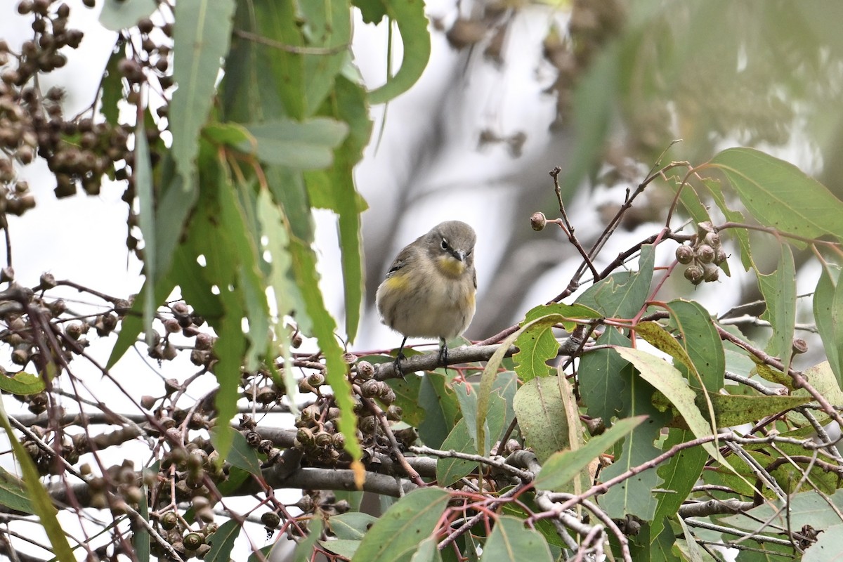 Yellow-rumped Warbler - ML624097106