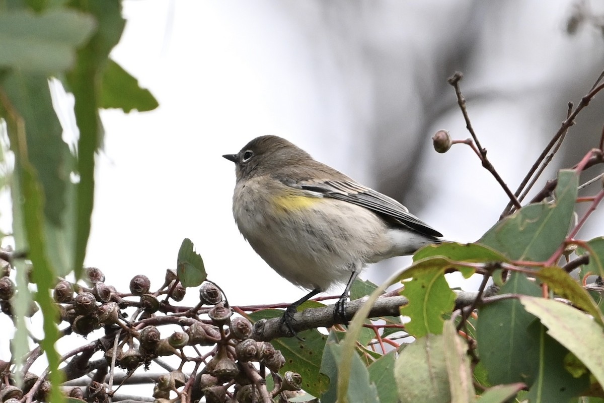 Yellow-rumped Warbler - ML624097108