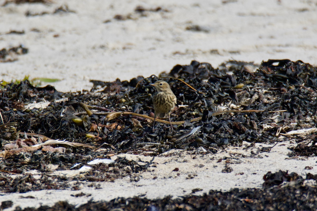 American Pipit - ML624097113