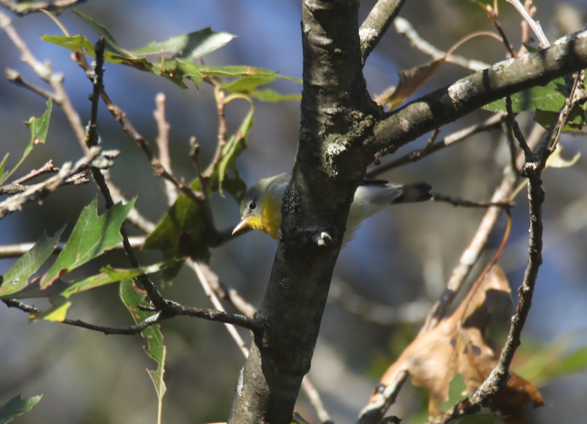 Northern Parula - ML624097116