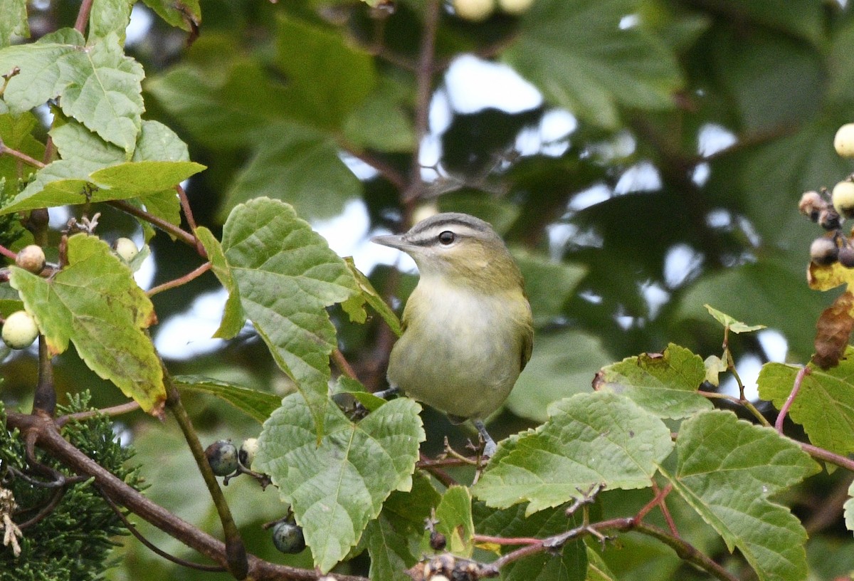 Red-eyed Vireo - ML624097117